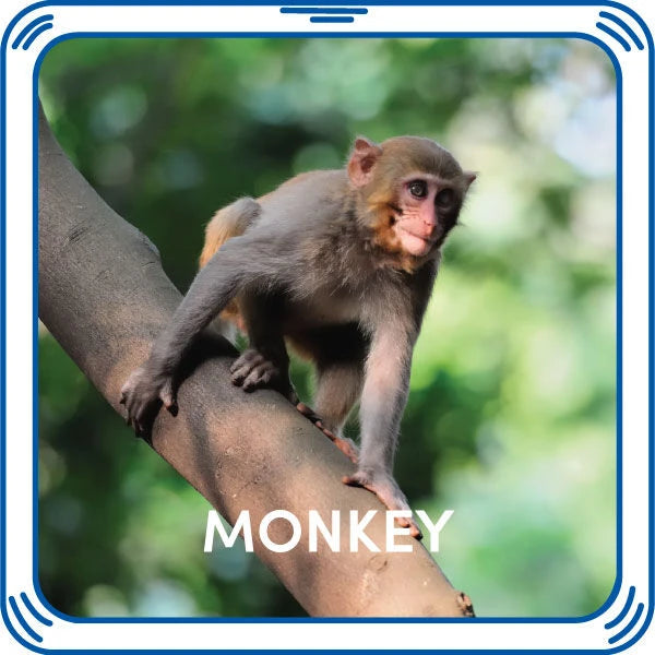 Monkey Sound - US 9648