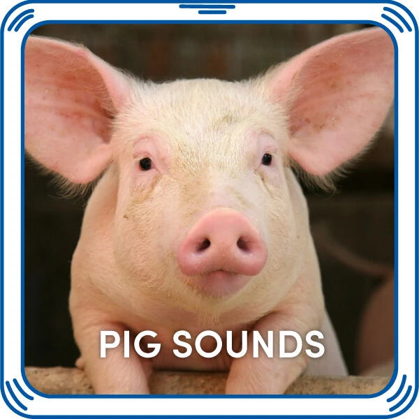 Pig Sounds for Stuffed Animals| Build-A-Bear® - US 6024