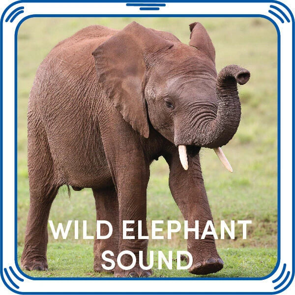 Wild Elephant Stuffed Animal Sound Chip | Shop Now at Build-A-Bear® - US 3122