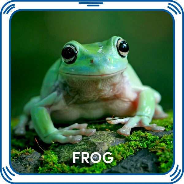 Frog Sound for Stuffed Animals | Build-A-Bear® - US 9820