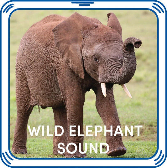Wild Elephant Stuffed Animal Sound Chip | Shop Now at Build-A-Bear® - US 3122